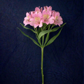 LIGHT PINK ALSTROMELIA
