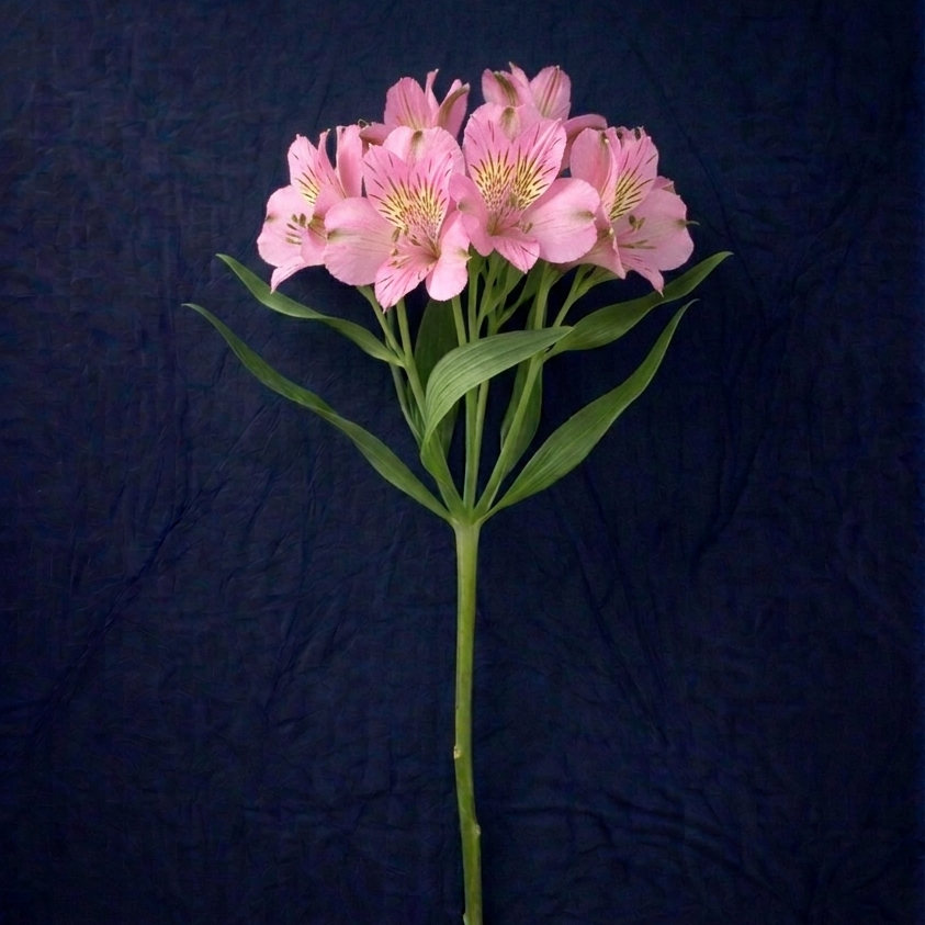 LIGHT PINK ALSTROMELIA