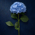 BLUE HYDRANGEA