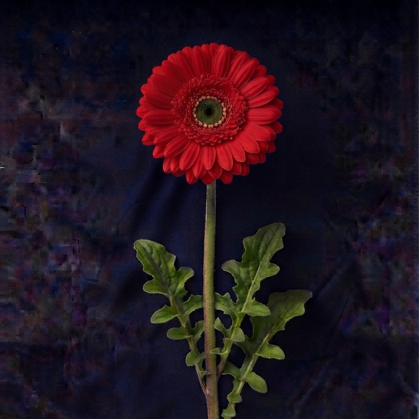 RED GERBER DAISIES