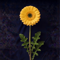 YELLOW GERBER DAISIES