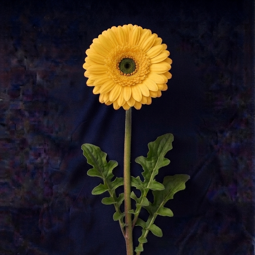 YELLOW GERBER DAISIES