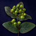 GREEN BERRIES