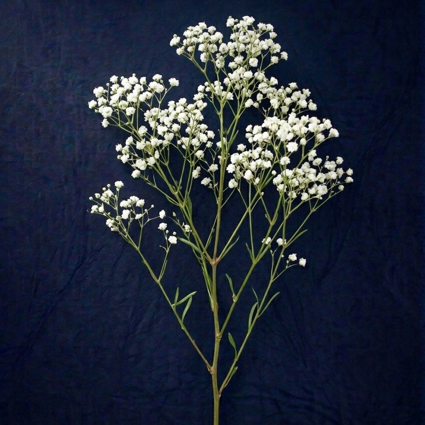 GYPSOPHILEA