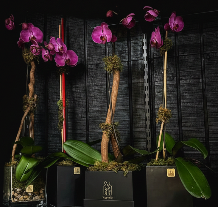 PURPLE ORCHID