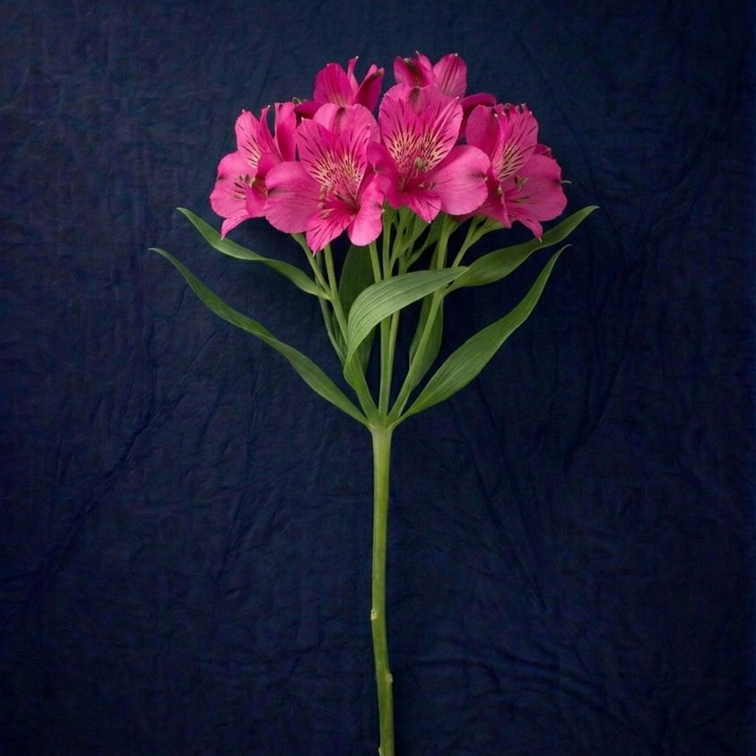 HOT PINK ALSTROMELIA