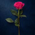 HOT PINK ROSE