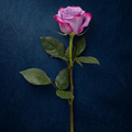 LAVANDER ROSE