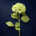 LEMON HYDRANGEA