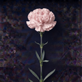 LIGHT PINK CARNATION