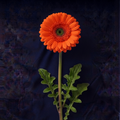 ORANGE GERBER DAISIES