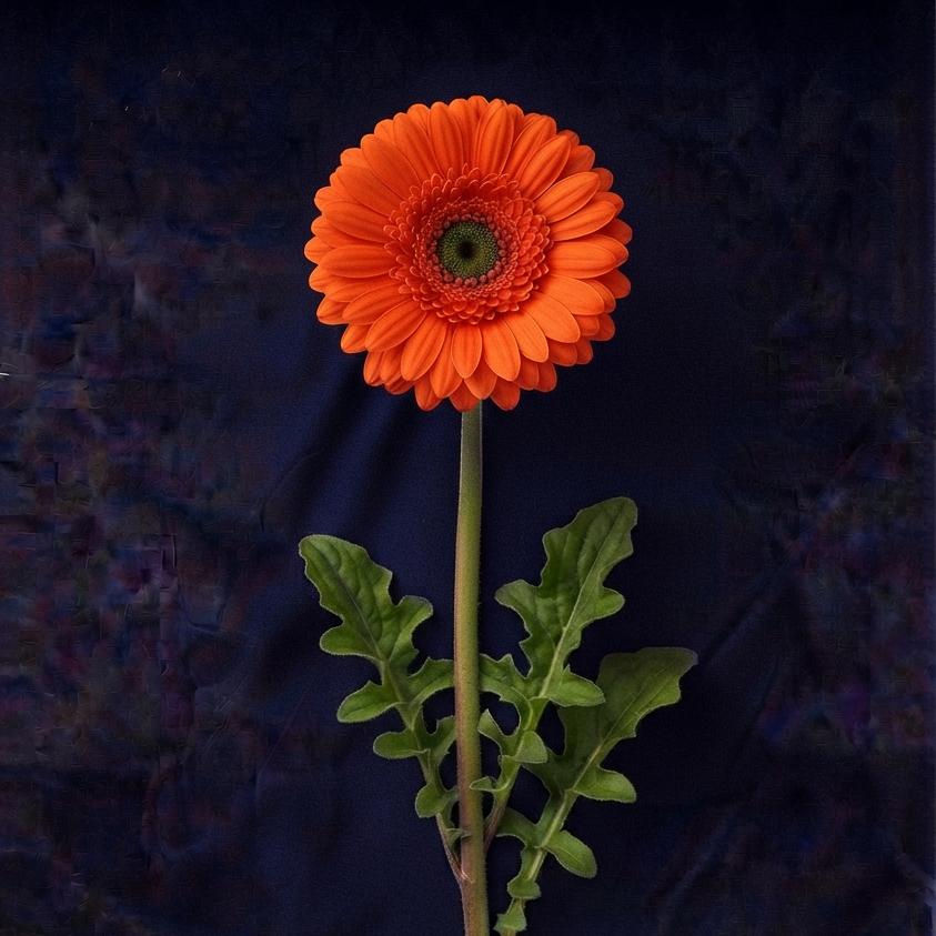 ORANGE GERBER DAISIES
