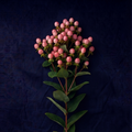 PINKK BERRIES