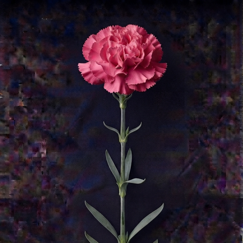 PINK CARNATION