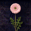 PINK GERBER DAISIES