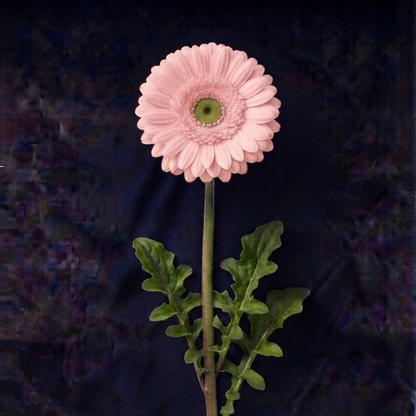 PINK GERBER DAISIES