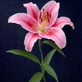 PINK LILY