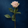 LIGHT PINK ROSE