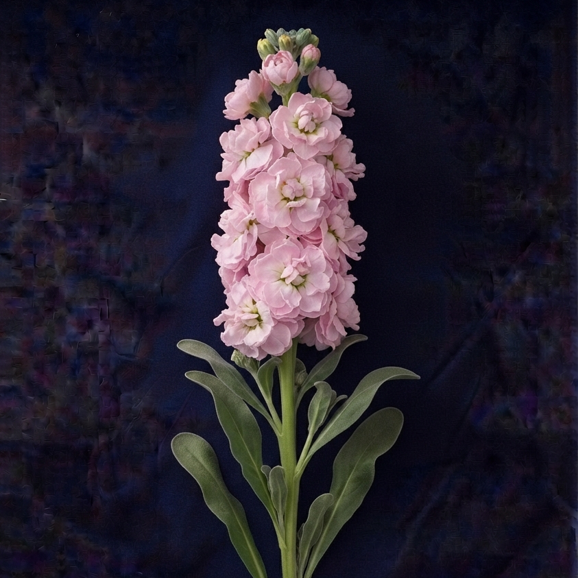 PINK STOCK