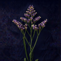 PURPLE STATICE