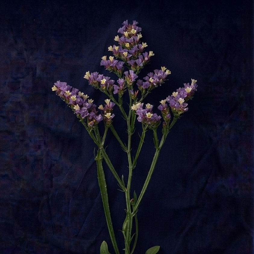 PURPLE STATICE