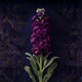 PURPLE STOCK