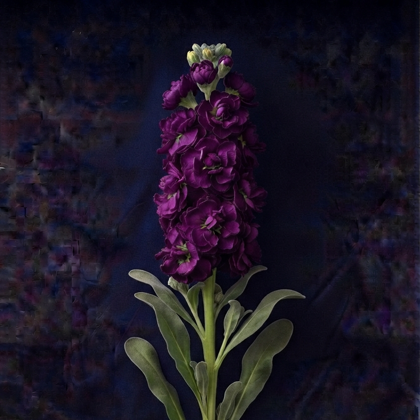 PURPLE STOCK