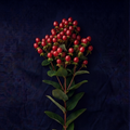 RED BERRIES