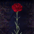 RED CARNATION