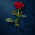 RED ROSE