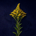 SOLIDAGO