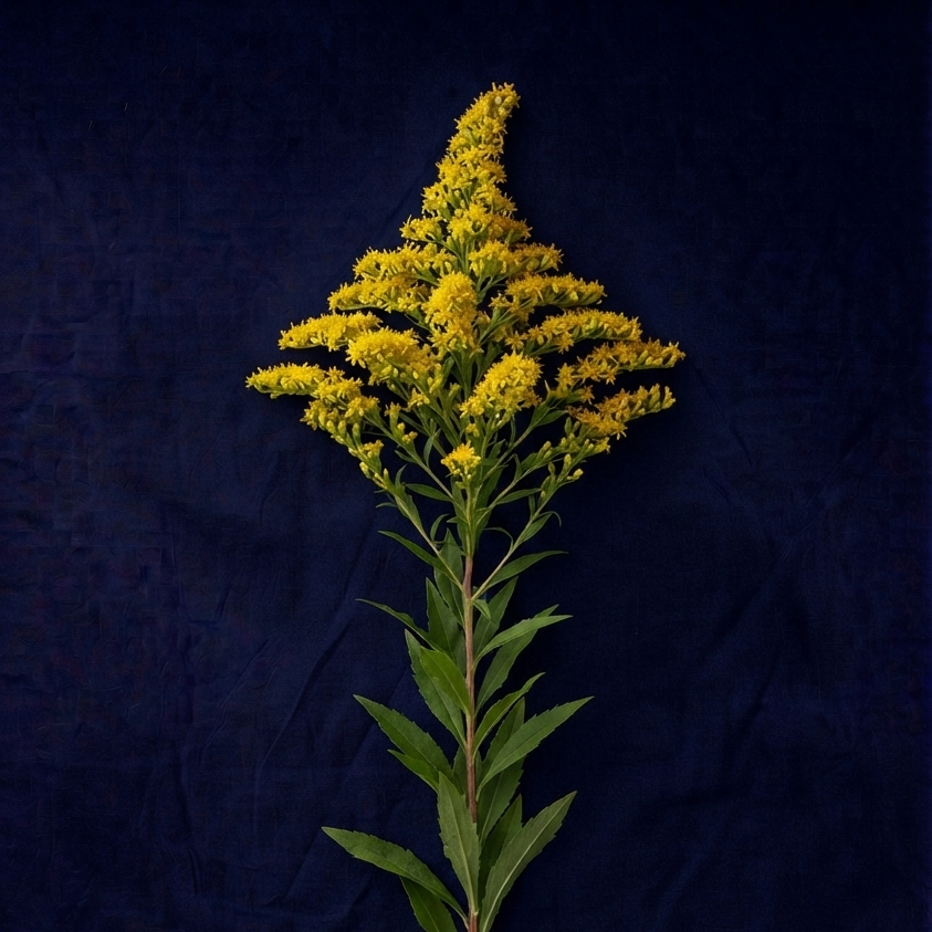 SOLIDAGO