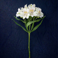 WHITE ALSTROMELIA
