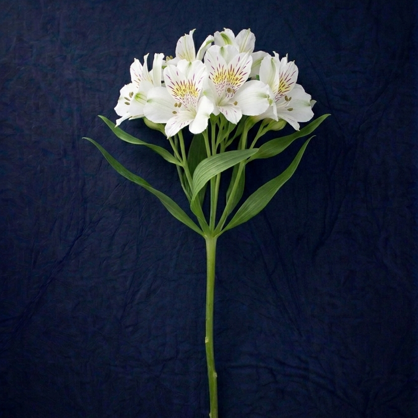 WHITE ALSTROMELIA