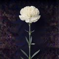 WHITE CARNATION