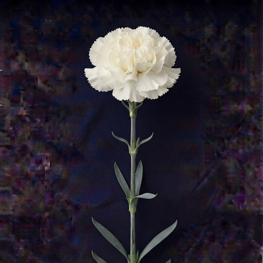 WHITE CARNATION