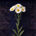 WHITE  DAISIES