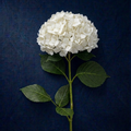 WHITE HYDRANGEA