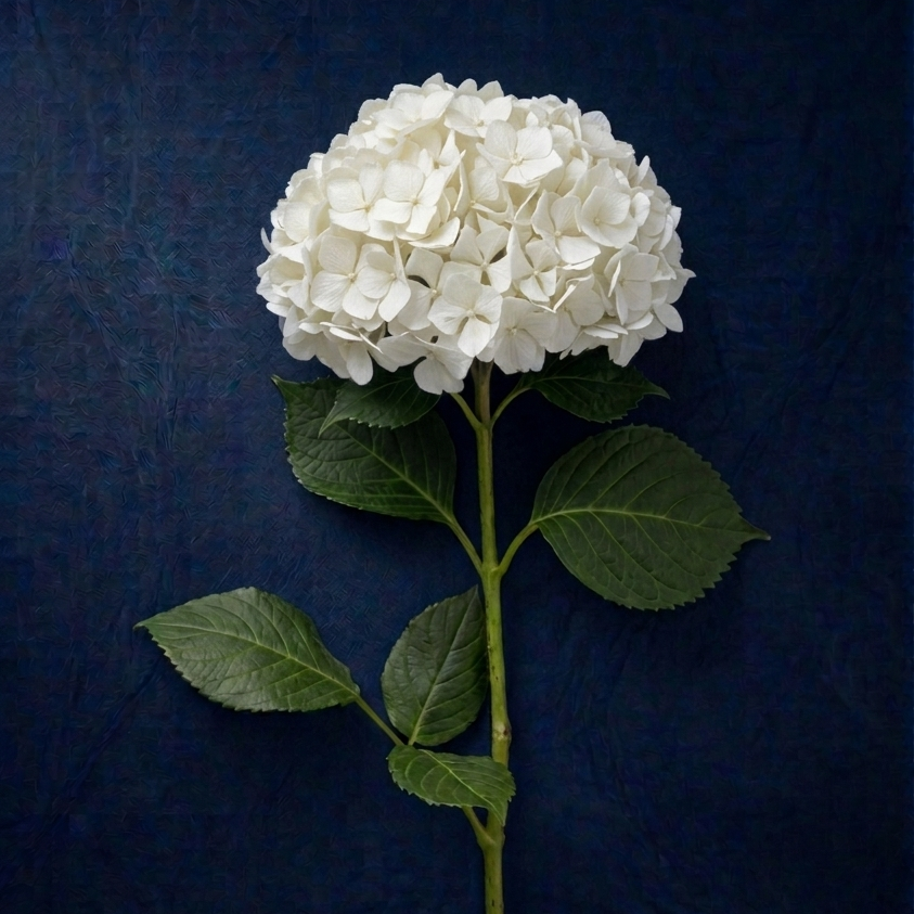 WHITE HYDRANGEA