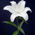 WHITE LILY