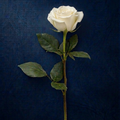 WHITE ROSE
