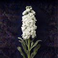 WHITE STOCK