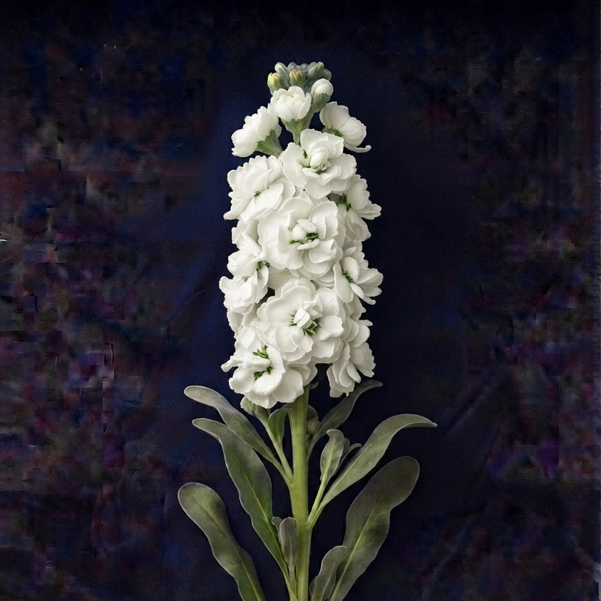 WHITE STOCK