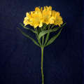 YELLOW ALSTROMELIA