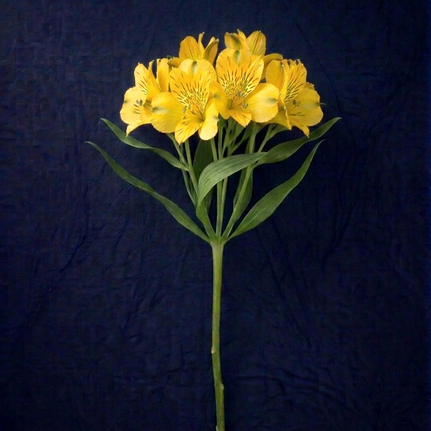 YELLOW ALSTROMELIA