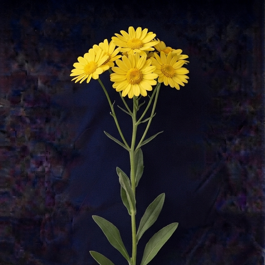 YELLOW DAISIES