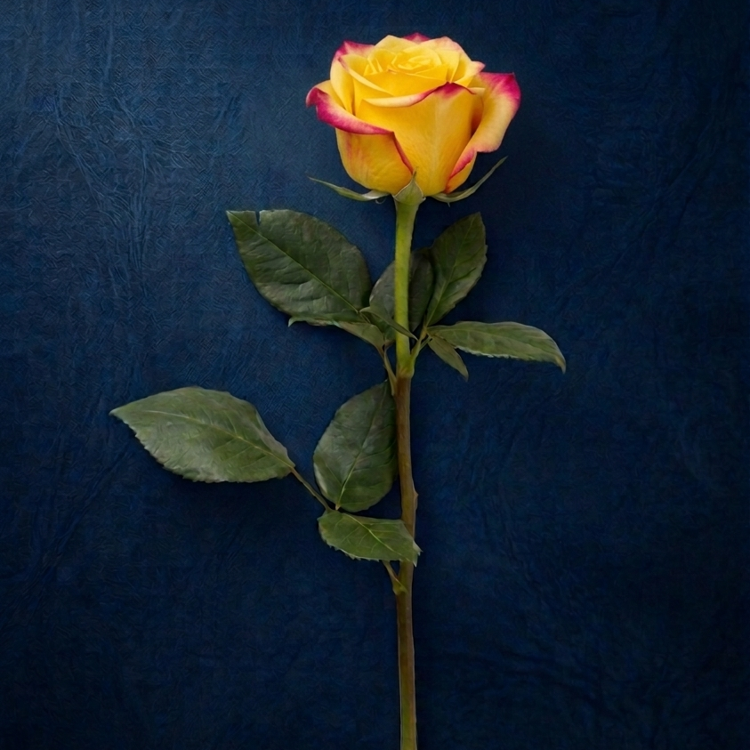 YELLOW ROSE